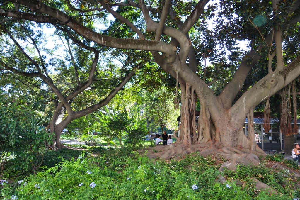 Jardim Do Principe Real Tree (Photo) | Lisbon Portugal